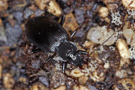 Limodromus assimilis (syn. Platynus assimilis) / Schwarzer Putzlufer / Schwarzer Enghalskfer / Laufkfer - Carabidae - Pterostichinae