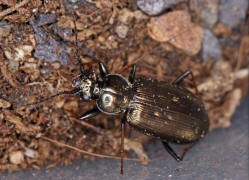Loricera pilicornis / Borstenhornlufer / Schwarzer Krummhornkfer / Laufkfer - Carabidae - Loricerinae