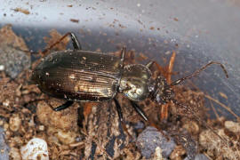Loricera pilicornis / Borstenhornlufer / Schwarzer Krummhornkfer / Laufkfer - Carabidae - Loricerinae