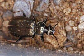 Loricera pilicornis / Borstenhornlufer / Schwarzer Krummhornkfer / Laufkfer - Carabidae - Loricerinae