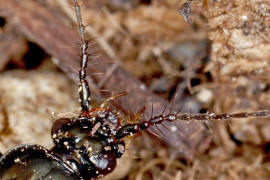 Loricera pilicornis / Fhlerdetails