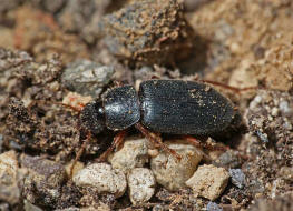 Ophonus ardosiacus / Rundhals-Haarschnelllufer / Laufkfer - Carabidae - Harpalinae - Schnelllufer