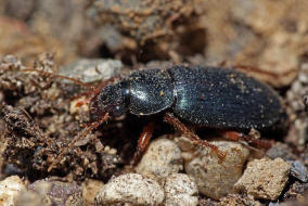 Ophonus ardosiacus / Rundhals-Haarschnelllufer / Laufkfer - Carabidae - Harpalinae - Schnelllufer