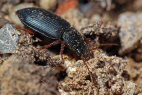 Ophonus ardosiacus / Rundhals-Haarschnelllufer / Laufkfer - Carabidae - Harpalinae - Schnelllufer