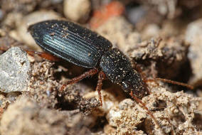 Ophonus ardosiacus / Rundhals-Haarschnelllufer / Laufkfer - Carabidae - Harpalinae - Schnelllufer