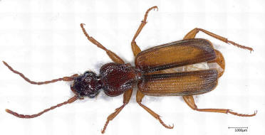 Polistichus connexus (= Polystichus connexus) / Natterlufer / Laufkfer - Carabidae