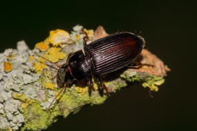 Pseudoophonus calceatus / Sand-Haarschnellufer / Laufkfer - Carabidae - Harpalinae - Schnelllufer