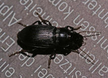 Pseudoophonus calceatus / Sand-Haarschnellufer / Laufkfer - Carabidae - Harpalinae - Schnelllufer