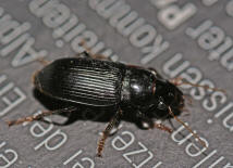 Pseudoophonus calceatus / Sand-Haarschnellufer / Laufkfer - Carabidae - Harpalinae - Schnelllufer