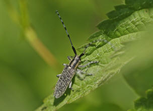 Agapanthia villosoviridescens / Distelbock / Bockkfer - Cerambycidae - Lamiinae