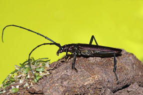 Aromia moschata / Moschusbock / Bockkfer - Cerambycidae - Cerambycinae