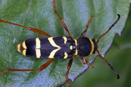 Clytus arietis / Gemeiner Widderbock / Bockkfer - Cerambycidae - Cerambycinae