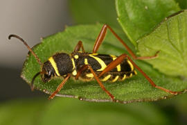 Clytus arietis / Gemeiner Widderbock / Bockkfer - Cerambycidae - Cerambycinae
