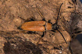 Stictoleptura rubra / Rothalsbock (syn. Corymbia rubra) / Bockkfer - Cerambycidae - Schmalbcke - Lepturinae