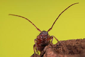 Exocentrus lusitanus / Linden-Wimperhornbock / Bockkfer - Cerambycidae - Lamiinae