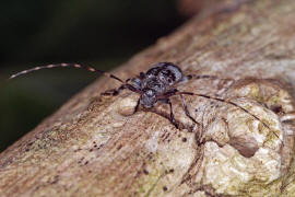 Leiopus nebulosus / Braungrauer Splintbock / Nebelfleckbock / Bockkfer - Cerambycidae - Lamiinae