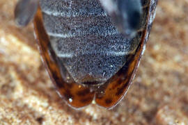 Leiopus nebulosus / Braungrauer Splintbock / Nebelfleckbock / Bockkfer - Cerambycidae - Lamiinae