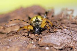 Rutpela maculata (syn. Strangalia maculata) / Gefleckter Schmalbock / Bockkfer - Cerambycidae - Lepturinae (Schmalbcke)