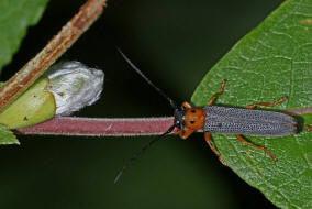 Oberea oculata / Weiden-Linienbock / Rothalsiger Weidenbock / Bockkfer - Cerambycidae - Lamiinae