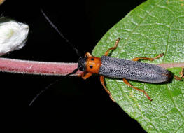 Oberea oculata / Weiden-Linienbock / Rothalsiger Weidenbock / Bockkfer - Cerambycidae - Lamiinae