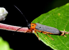 Oberea oculata / Weiden-Linienbock / Rothalsiger Weidenbock / Bockkfer - Cerambycidae - Lamiinae