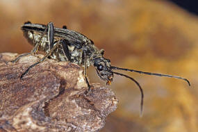 Oxymirus cursor / Schulterbock / Bockkfer - Cerambycidae - Schmalbcke - Lepturinae