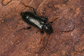 Phymatodes rufipes (syn. Poecilium rufipes) / Rotbeiniger Scheibenbock / Schlehenbock / Bockkfer - Cerambycidae - Cerambycinae