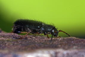 Phymatodes rufipes (syn. Poecilium rufipes) / Rotbeiniger Scheibenbock / Schlehenbock / Bockkfer - Cerambycidae - Cerambycinae