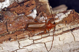 Phymatodes testaceus / Vernderlicher Scheibenbock / Variabler Schnbock / Bockkfer - Cerambycidae - Cerambycinae