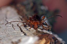 Phymatodes testaceus / Vernderlicher Scheibenbock / Variabler Schnbock / Bockkfer - Cerambycidae - Cerambycinae