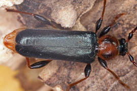 Phymatodes testaceus / Vernderlicher Scheibenbock / Variabler Schnbock / Bockkfer - Cerambycidae - Cerambycinae