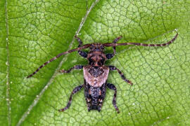 Pogonocherus hispidus / Dorniger Wimperbock / Bockkfer - Cerambycidae - Lamiinae