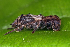 Pogonocherus hispidus / Dorniger Wimperbock / Bockkfer - Cerambycidae - Lamiinae