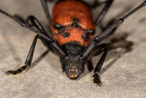 Purpuricenus desfontainii ssp. inhumeralis Pic, 1891 / Bockkfer - Cerambycidae - Cerambycinae