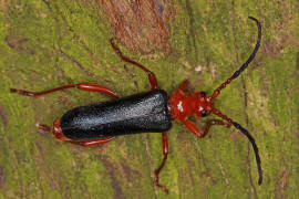 Rhamnusium bicolor / Beulenkopfbock / Bockkfer - Cerambycidae