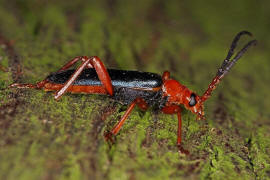 Rhamnusium bicolor / Beulenkopfbock / Bockkfer - Cerambycidae