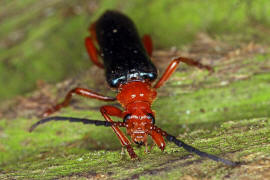 Rhamnusium bicolor / Beulenkopfbock / Bockkfer - Cerambycidae