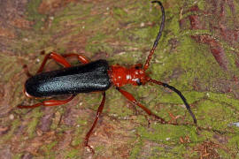 Rhamnusium bicolor / Beulenkopfbock / Bockkfer - Cerambycidae