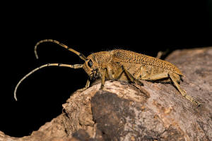 Saperda carcharias / Groer Pappelbock / Bockkfer - Cerambycidae - Lamiinae