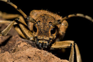 Saperda carcharias / Groer Pappelbock / Bockkfer - Cerambycidae - Lamiinae