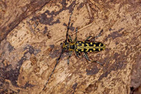 Saperda scalaris / Leiterbock / Bockkfer - Cerambycidae - Lamiinae