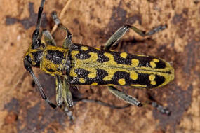 Saperda scalaris / Leiterbock / Bockkfer - Cerambycidae - Lamiinae