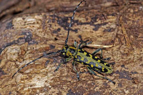 Saperda scalaris / Leiterbock / Bockkfer - Cerambycidae - Lamiinae