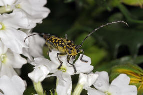 Saperda scalaris / Leiterbock / Bockkfer - Cerambycidae - Lamiinae