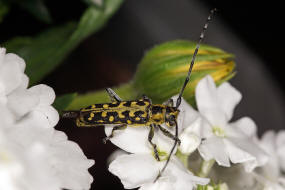 Saperda scalaris / Leiterbock / Bockkfer - Cerambycidae - Lamiinae