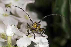 Saperda scalaris / Leiterbock / Bockkfer - Cerambycidae - Lamiinae