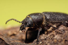 Spondylis buprestoides / Waldbock / Walzenbock / Bockkfer - Cerambycidae - Spondylidinae