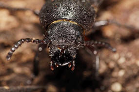 Spondylis buprestoides / Waldbock / Walzenbock / Bockkfer - Cerambycidae - Spondylidinae