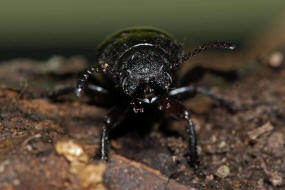 Spondylis buprestoides / Waldbock / Walzenbock / Bockkfer - Cerambycidae - Spondylidinae