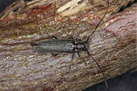 Stenostola dubia / Metallfarbener Lindenbock / Bockkfer - Cerambycidae - Lamiinae